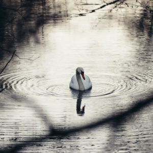 Swan is swimming at sea Swan is swimming at sea